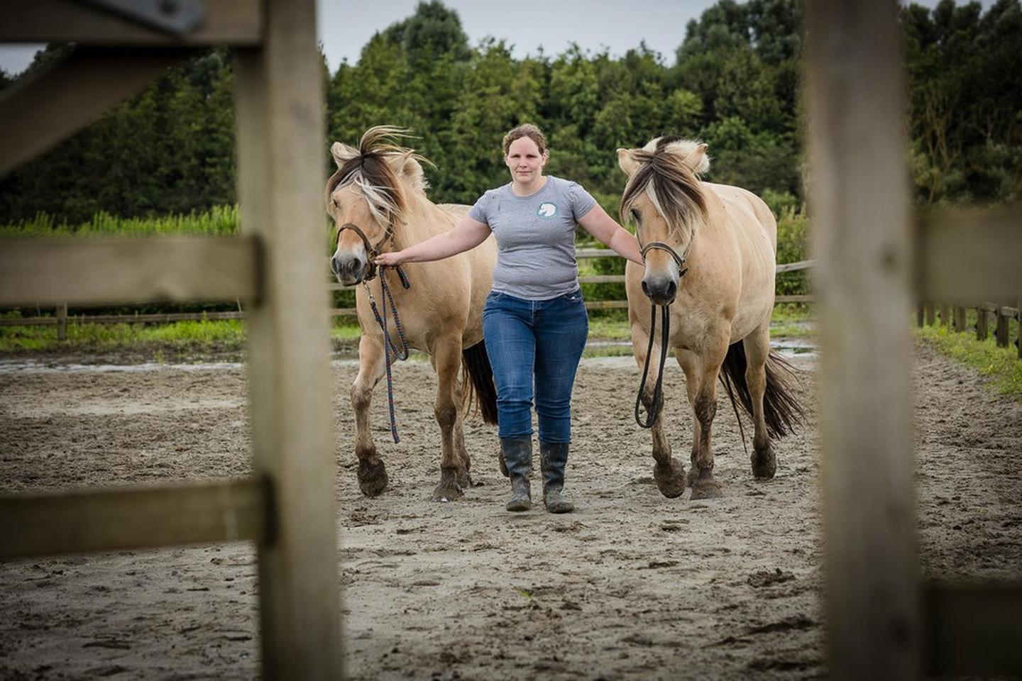Dan Haar Of Dan Zij Gluren bij de buren. Joliens fjordenpaarden komen niets tekort: “Eerst